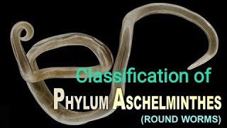 Classification of Phylum AschelminthesBSc 1yearZoologypaper1 [upl. by Hurless]