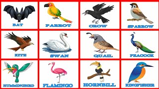 চৰাই নাম ইংৰাজী ভাষাত  Name Of birds in English [upl. by Abe]