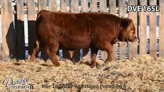 Davidson Gelbvieh Bull Lot DVE 165L sells Friday March 1 2024 [upl. by Anehta328]