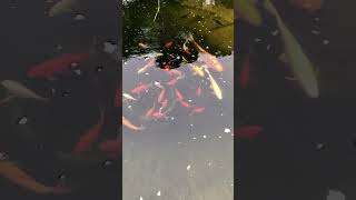 Quand arrêter de nourrir ses poissons de bassin [upl. by Trevor]