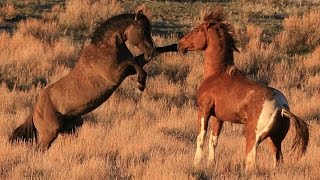 South Steens stallion quotValorquot in battle for mares [upl. by Wj979]