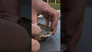 Eating Raw Oysters Merritt Island Oysters oysters seafood tastetest [upl. by Ysdnil172]