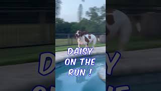 Run Pool Chill  🐶 puppy bassethound basset dog [upl. by Motch415]