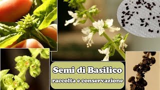 Semi di BASILICO come RACCOGLIERE trattare e CONSERVARE [upl. by Drye765]