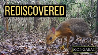 Scientists rediscover missing mammal the silverbacked chevrotain [upl. by Thordia]