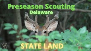 Early season Scouting State Land Delaware [upl. by Bernadina]