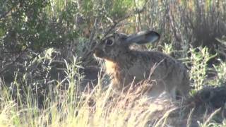 Liebre europea Lepus europaeus [upl. by Sansone]