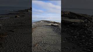 Dungeness Spit  Washington Peninsula 4 [upl. by Leirbaj714]