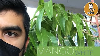 Siembra de mango  Crecimiento acelerado para plantas  Método White RESUMEN [upl. by Oicnerual521]