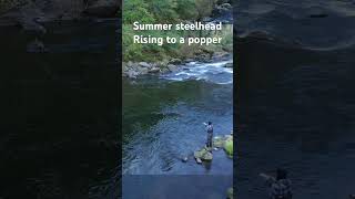 Spey casting dry flies to summer steelhead fishing flyfishing flycasting [upl. by Bertold236]