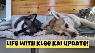 A Little Update From Life With Klee Kai [upl. by Sherl]