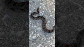 Timber Rattler about 2 12 ft long near Whitesboro TX [upl. by Noirod]