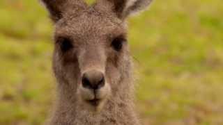 Head of an Eastern Grey Kangaroo Macropus giganteus in Girraween National Park [upl. by Yrhcaz393]