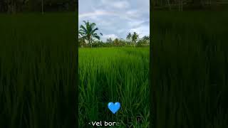 🌲🌲🌴🌴🌴🌾🌾🌾📽️📽️video edit vel bore wells [upl. by Adnuahsor]