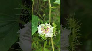 Blossoming flower 🌻🌻 plant plants flowers flower blossom shorts youtubeshorts [upl. by Llertram]