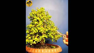 CREATE BONSAI  SHORTS bonsai bonsaitree howtomakebonsai [upl. by Tade]