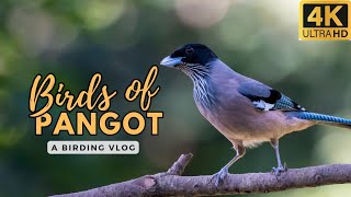 Bird watching in Pangot Nainital  Jungle lore birding lodge  Birds of India [upl. by Aneetsirhc]