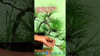 BONSAI PINUS Pine bonsai shrots bonsai bonsaipinus bonsaicasadae [upl. by Floyd806]