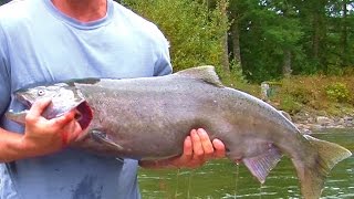 Vedder River Fishing Report BIG SALMON Run Oct 17 [upl. by Neeuq]