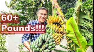 BANANAS AFTER 9 MONTHS  HARVESTING  PRUNING  FEEDING  PROPAGATING  RECYCLING [upl. by Noivert]