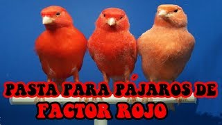 ALIMENTACION  PASTA DE CRIA PARA PAJAROS DE FACTOR ROJO [upl. by Jacobson]