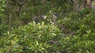 Blackcrowned Night Herons in Indigo Run rookery  Hilton Head Island [upl. by Becka]