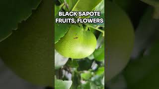 Tropical Black SAPOTE Fruit Tree with FRUITS and Flowers fruittrees sapote blacksapote [upl. by Iuq134]