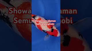 Showa sanshoku hobi koi hobikoi ikankoiblitar ikan koifish fyp update viralshorts [upl. by Wanonah]