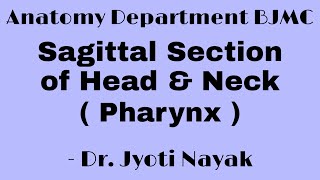 BJMC Sagittal Section of Head amp Neck Pharynx [upl. by Nedla]