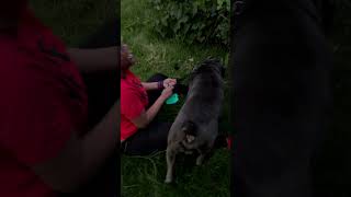 Cane Corso vs My Mom amp a wild rabit [upl. by Ahsan]