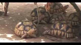 Ploughshare Tortoise Kids [upl. by Hairim]