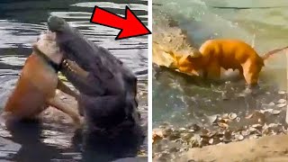 Dogs Encounter Crocodiles While Swimming in the Lake [upl. by Abran]