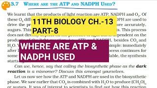 Class 11 BiologyCh13 Part8Where are ATP and NADPH usedStudy with Farru [upl. by Nanis937]