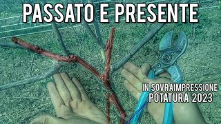 Allevare la vite gli effetti della potatura ramificata a un anno di distanza [upl. by Nostrebor]