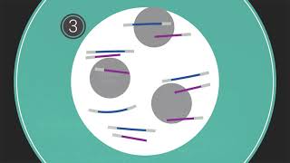 CRISPRclean Technology  How it works [upl. by Im582]