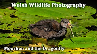 Moorhen And The Dragonfly [upl. by Assetal769]