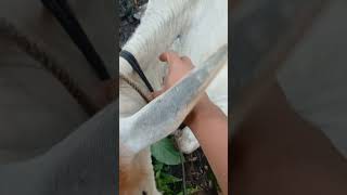 Demam 3 hari inject antipiretik animals cow shorts viralvideo [upl. by Janot]