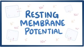 Resting membrane potential  definition examples [upl. by Vargas]