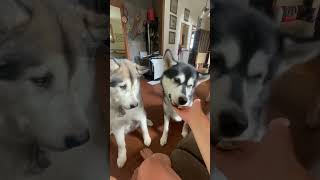 Grateful Alaskan Malamutes alaskanmalamutes malamutelovers doglover [upl. by Eseenaj]