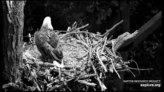 Decorah North Nest 101824 Early morning nestorations [upl. by Oflodur136]