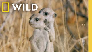 7 Minutes of The Cutest Baby Animals Youve Ever Seen  Nat Geo [upl. by Erusaert]