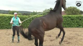 Loesdau Lessons Bodenarbeit mit Sabine Ellinger Teil 12 Verladetraining mit Pferd [upl. by Leeke]