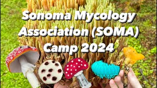 Sonoma Mycology Association SOMA Mushroom Camp 2024 [upl. by Pacificia]