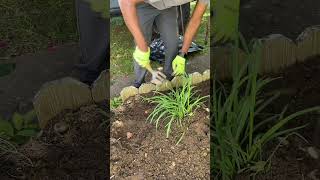 Quick Tips Daylily Plant Weeding Made Easy 🌱 [upl. by Annail]