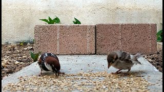 Male sparrow with chick [upl. by Notreve]