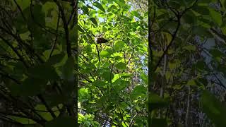 Bellbird eats and sings birds NZendemic wildlife NewZealandBirds bellbird [upl. by Hakan]