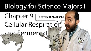 Chapter 9 – Cellular Respiration and Fermentation CLEARLY EXPLAINED [upl. by Durwyn]