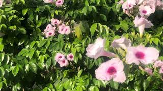 Bignonia blanca Pandorea jasminoides [upl. by Catlee]