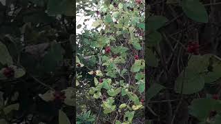 Honeysuckle berries gossiping 🐦 [upl. by Shriver]