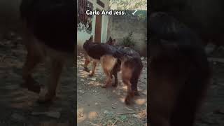 Carlo and jessi lovely fight😱🦴🐕‍🦺🦮CARLOgermanshepherd germsnbreeddoglover dogshorts [upl. by Munt152]